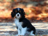 À vendre, un chiot mâle Cavalier King Charles tricolore né en juin 2025, LOF
