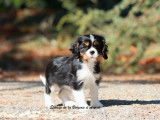 À vendre, un chiot mâle Cavalier King Charles tricolore né en juin 2025, LOF