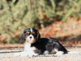 À vendre, un chiot mâle Cavalier King Charles tricolore né en juin 2025, LOF