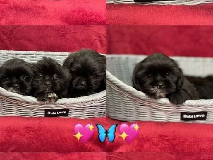 4 chiots Lhassa Apsos LOF à vendre