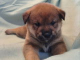 À réserver, 2 chiots Shiba Inus non LOF nés en août 2025