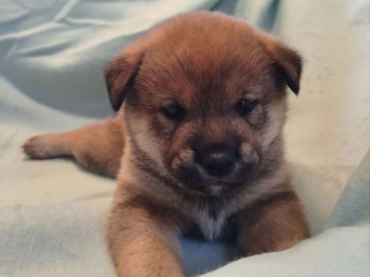À réserver, 2 chiots Shiba Inus non LOF nés en août 2025