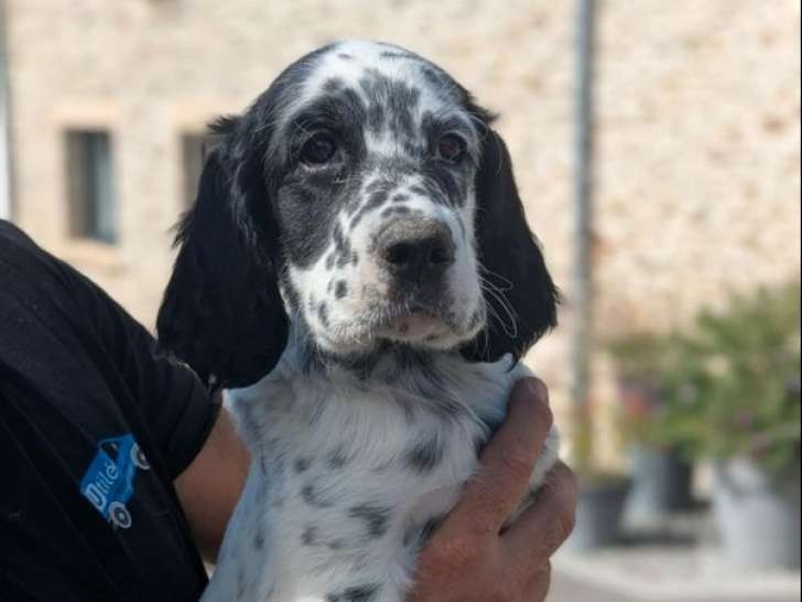 À vendre, des chiots Setter Anglais LOF