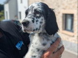À vendre, des chiots Setter Anglais LOF