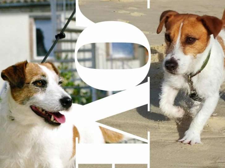 À réserver, des chiots Jack Russells Terriers LOF