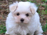 À vendre, 1 chiot femelle Bichon Maltais non LOF