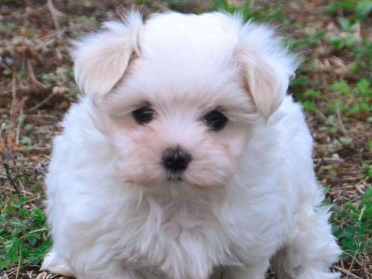 À vendre, 1 chiot femelle Bichon Maltais non LOF