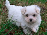 À vendre, 1 chiot femelle Bichon Maltais non LOF