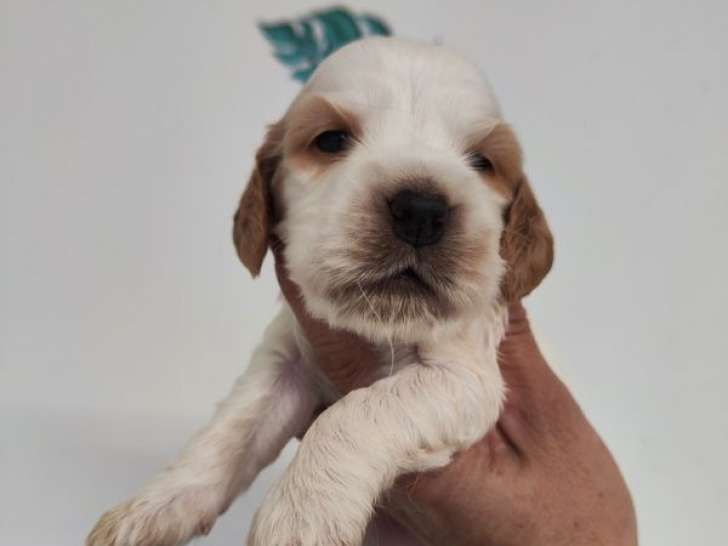À réserver, 6 chiots Cocker Anglais LOF nés en septembre 2025