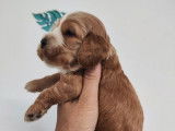 À réserver, 6 chiots Cocker Anglais LOF nés en septembre 2025