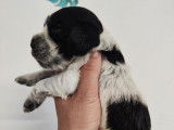 À réserver, 6 chiots Cocker Anglais LOF nés en septembre 2025