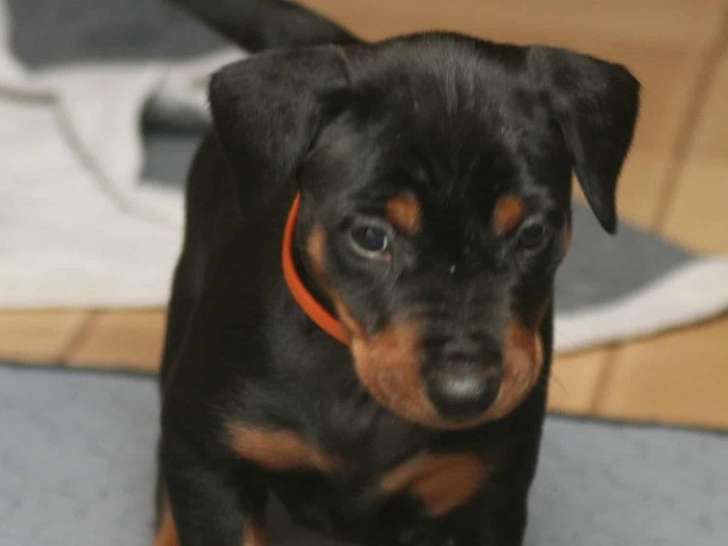Chiots de race Pinscher Allemand à vendre (3 femelles & 3 mâles)