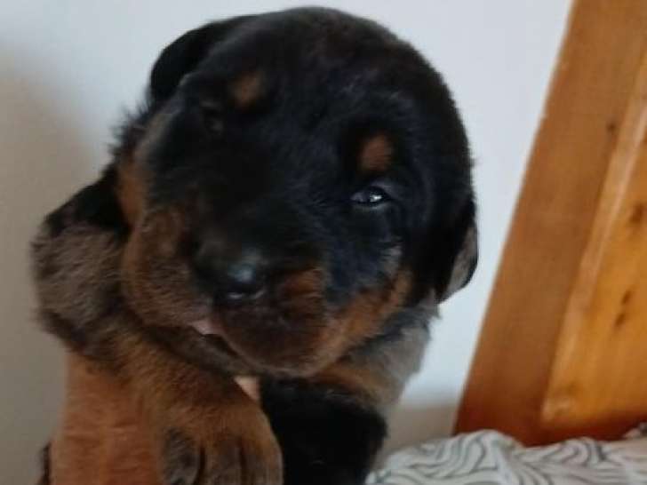 3 chiots Beaucerons LOF de septembre 2025 à réserver
