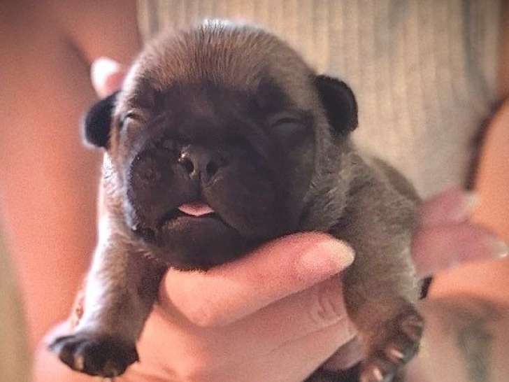 5 chiots Bouledogues Français LOF de couleur fauve, nés en septembre 2025 à réserver