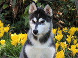 1 Chiot Husky Sibérien femelle LOF née en juin 2025 à vendre
