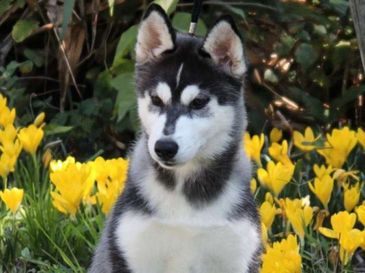 1 Chiot Husky Sibérien femelle LOF née en juin 2025 à vendre