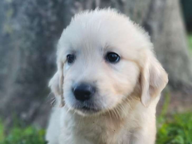 Chiots Golden Retrievers LOF nés en juillet 2025 à vendre