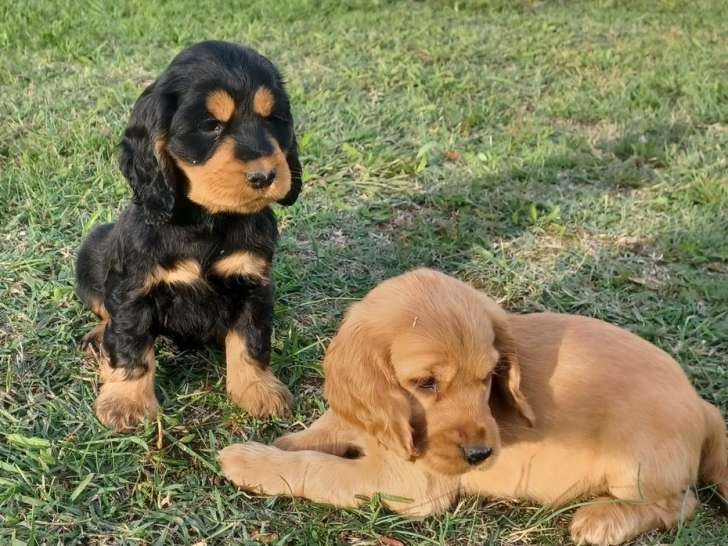À réserver, 2 chiots mâles Cockers Anglais non LOF d’août 2025