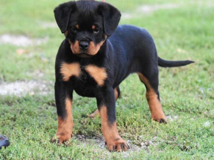À réserver, 1 chiot femelle Rottweiler LOF né en juillet 2025