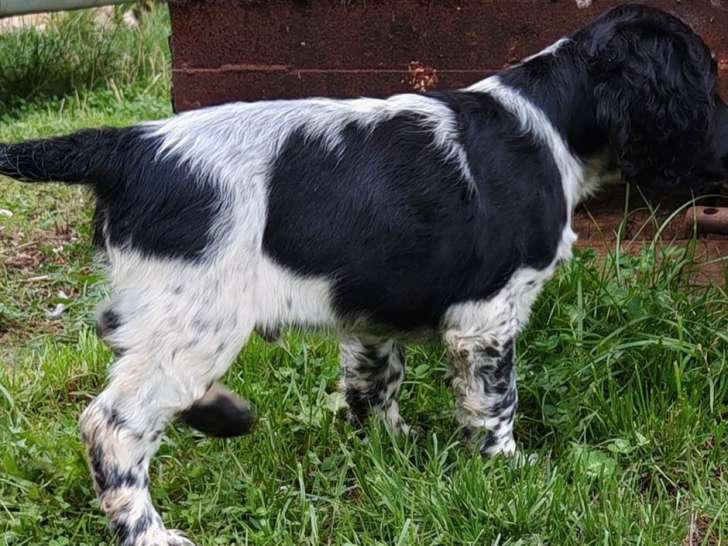 1 chiot Springer mâle né en juillet 2025 à vendre