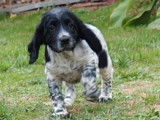 1 chiot Springer mâle né en juillet 2025 à vendre