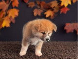 Chiots femelles Akita Inus LOF 2025 à réserver