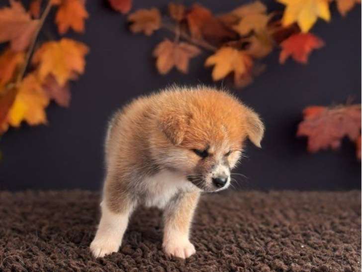 Chiots femelles Akita Inus LOF 2025 à réserver