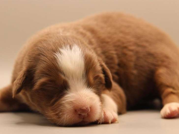 À réserver, 6 chiots femelles Bergers Australiens LOF de septembre 2025