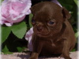 Chiots Chihuahua à poil court chocolat et sable LOF à vendre