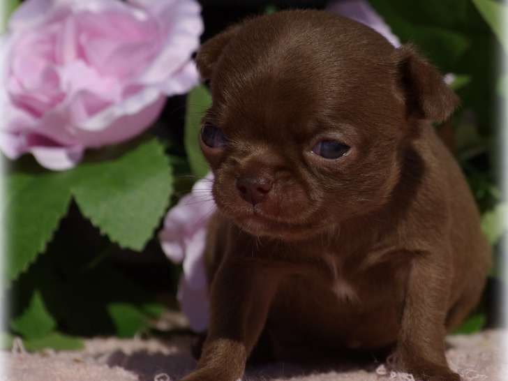 Chiots Chihuahua à poil court chocolat et sable LOF à vendre