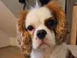 Mâle Cavalier King Charles Spaniel disponible pour saillie