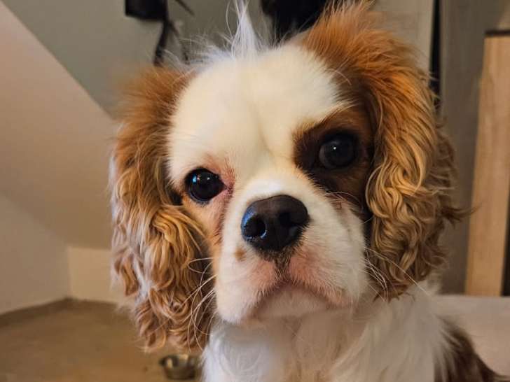 Mâle Cavalier King Charles Spaniel disponible pour saillie