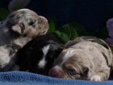 Chiots Berger Américain Miniature de toutes les couleurs à vendre