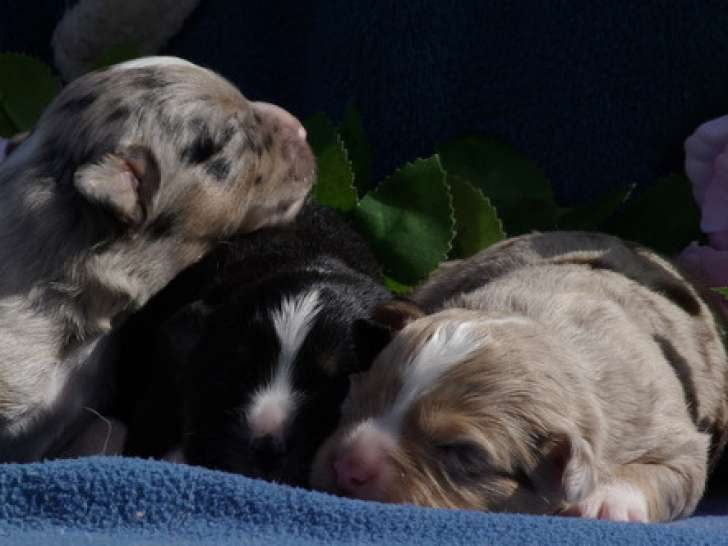Chiots Berger Américain Miniature de toutes les couleurs à vendre