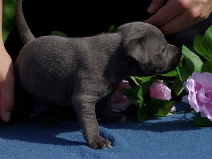 Chiots Staffordshire Bull Terrier LOF à vendre