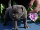 Chiots Staffordshire Bull Terrier LOF à vendre
