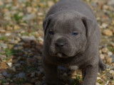 Chiots Staffordshire Bull Terrier LOF à vendre