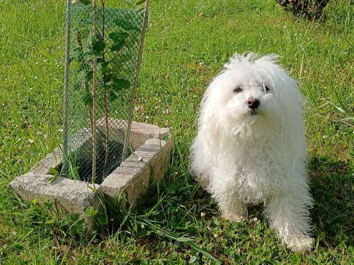 Recherche mâle Bichon Bolonais pour saillie