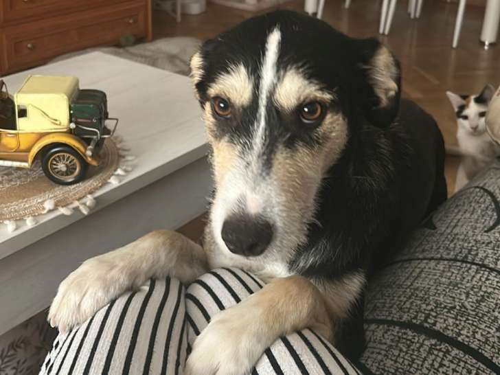 Jeune chien adorable et facile à vivre à adopter