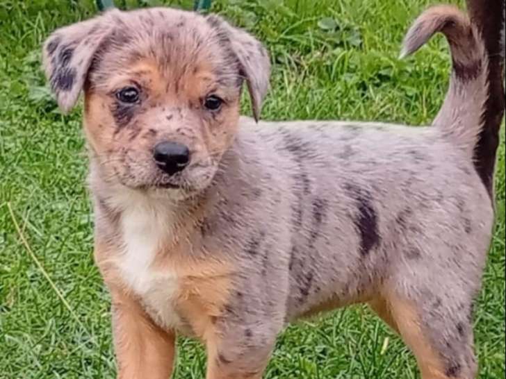 Chiots croisés Malinois et Jack Russel à vendre