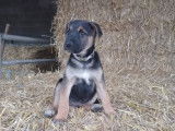 Chiots croisés Malinois et Jack Russel à vendre