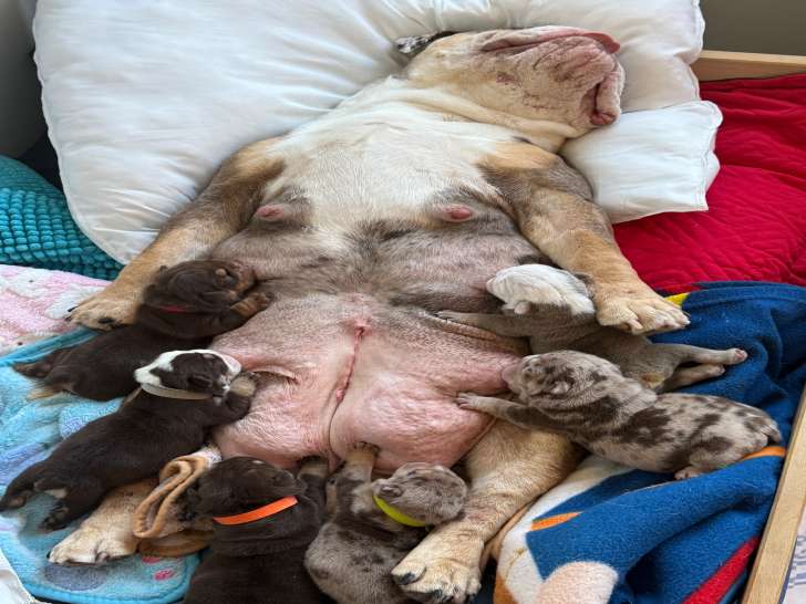 Chiots Bouledogue Anglais exotiques à vendre