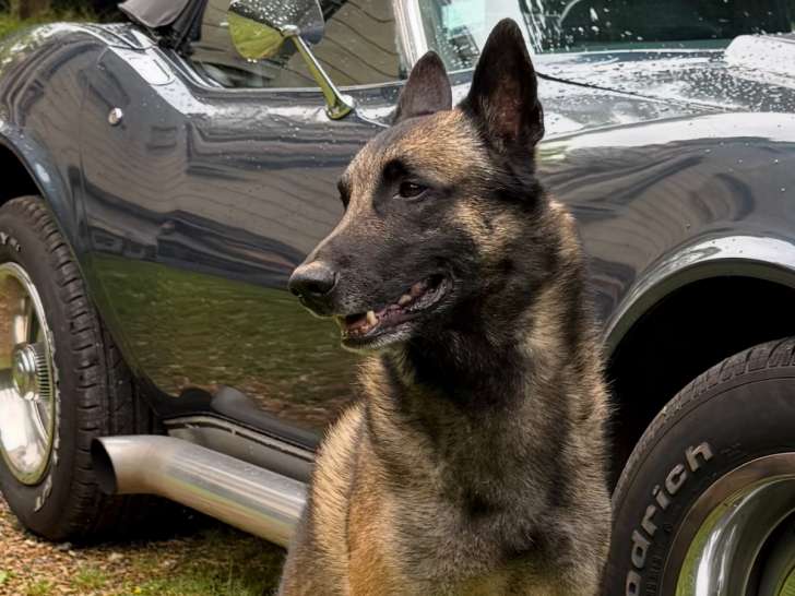 Beau Malinois disponible pour saillie