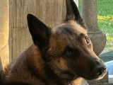 Beau Malinois disponible pour saillie