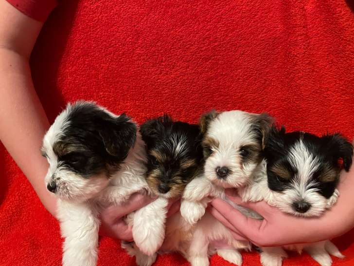 Chiots Biewer Yorshire exotiques à vendre