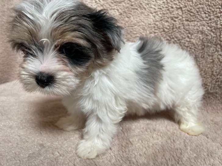 Chiots Biewer Terrier et Yorkshire Choco Berry à vendre
