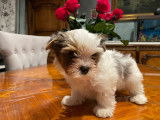 Arlo YorKshire Terrier type Biewer Terrier