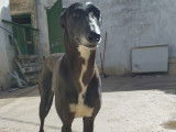 Julieta, superbe Galga Espagnole noire à adopter