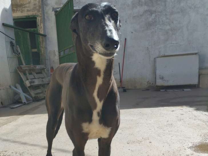 Julieta, superbe Galga Espagnole noire à adopter