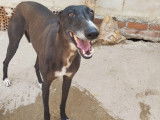 Julieta, superbe Galga Espagnole noire à adopter